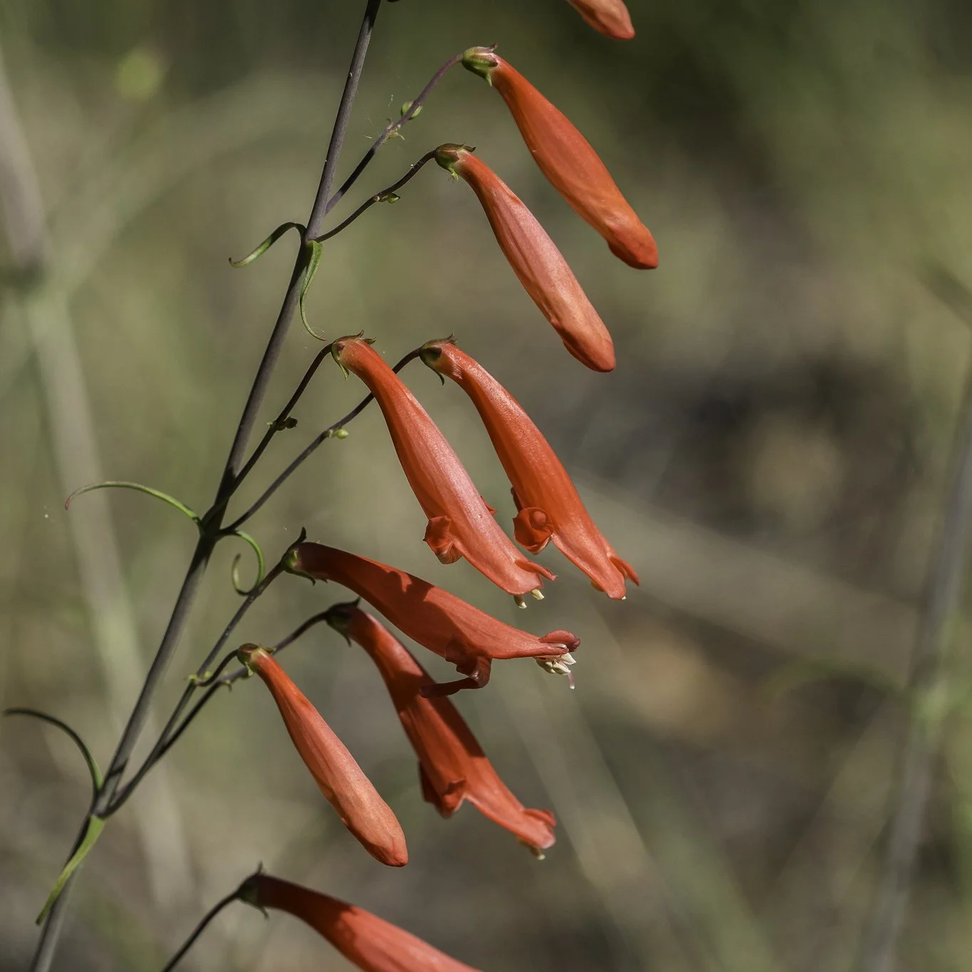 Penstemon_barbatus_-_Craig_Martin_01.jpg