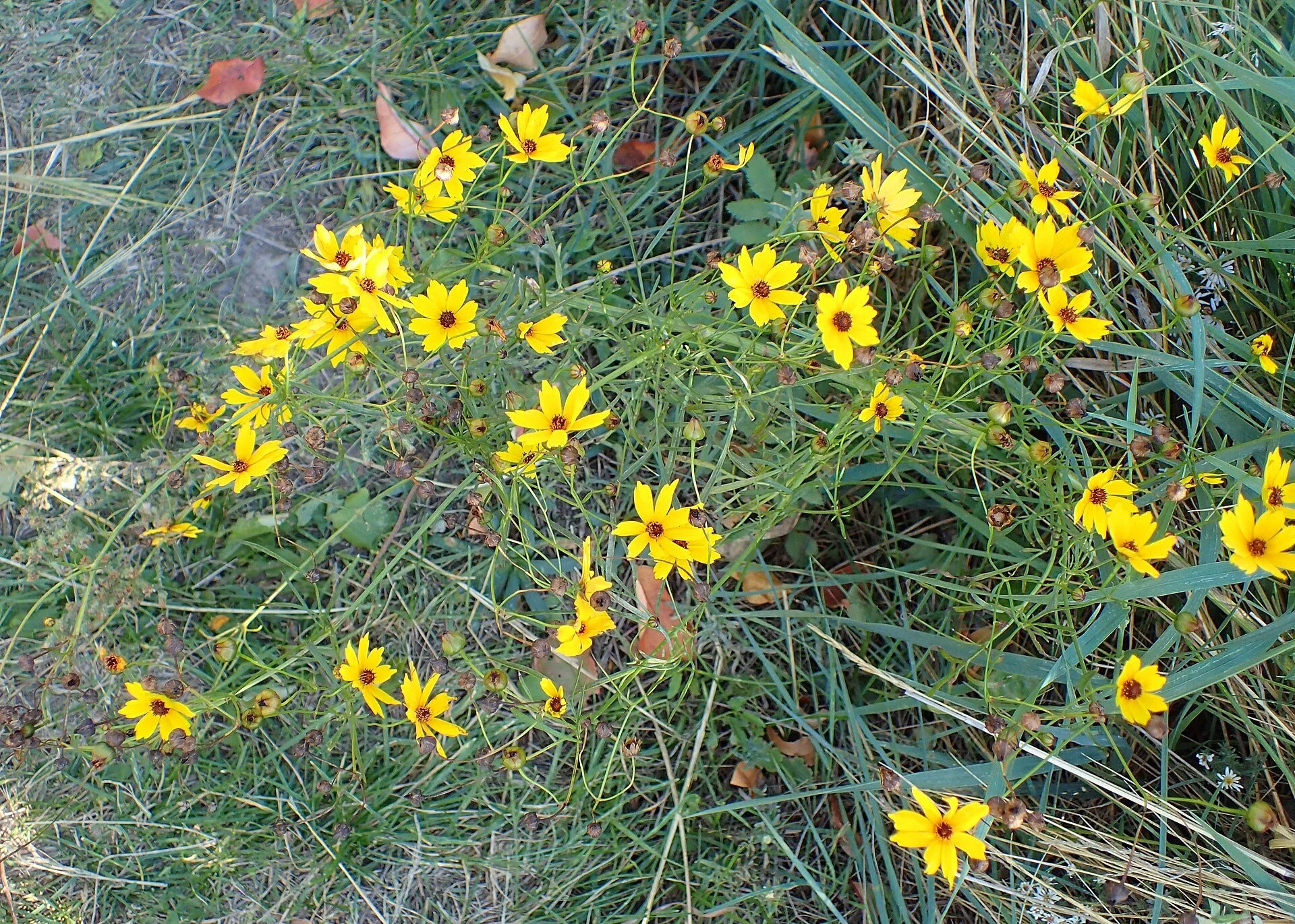 Plains coreopsis/tickseed (Coreopsis tinctoria)