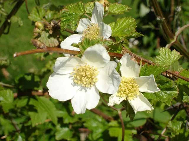 Boulder raspberry (Rubus deliciosus)
