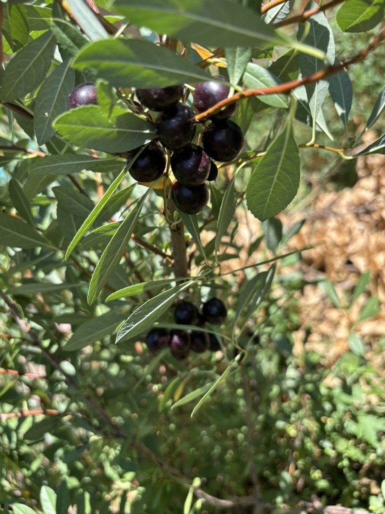 Western sand cherry (Prunus pumila var. besseyi)