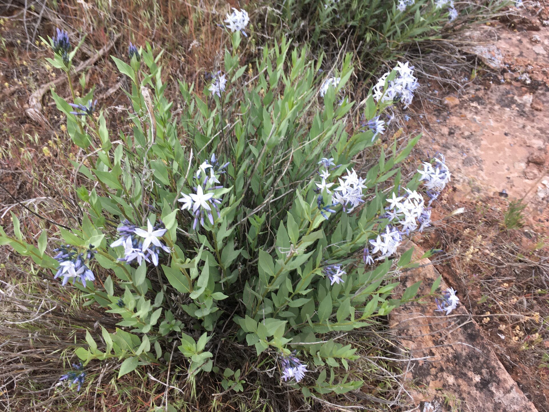 Amsonia_jonesii_-_Shalana_Gray_01.jpg