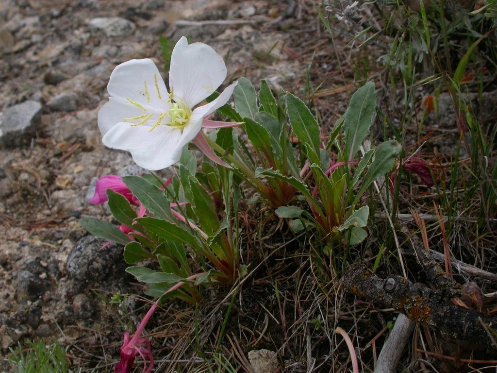 Tufted evening primrose (Oenothera caespitosa)
