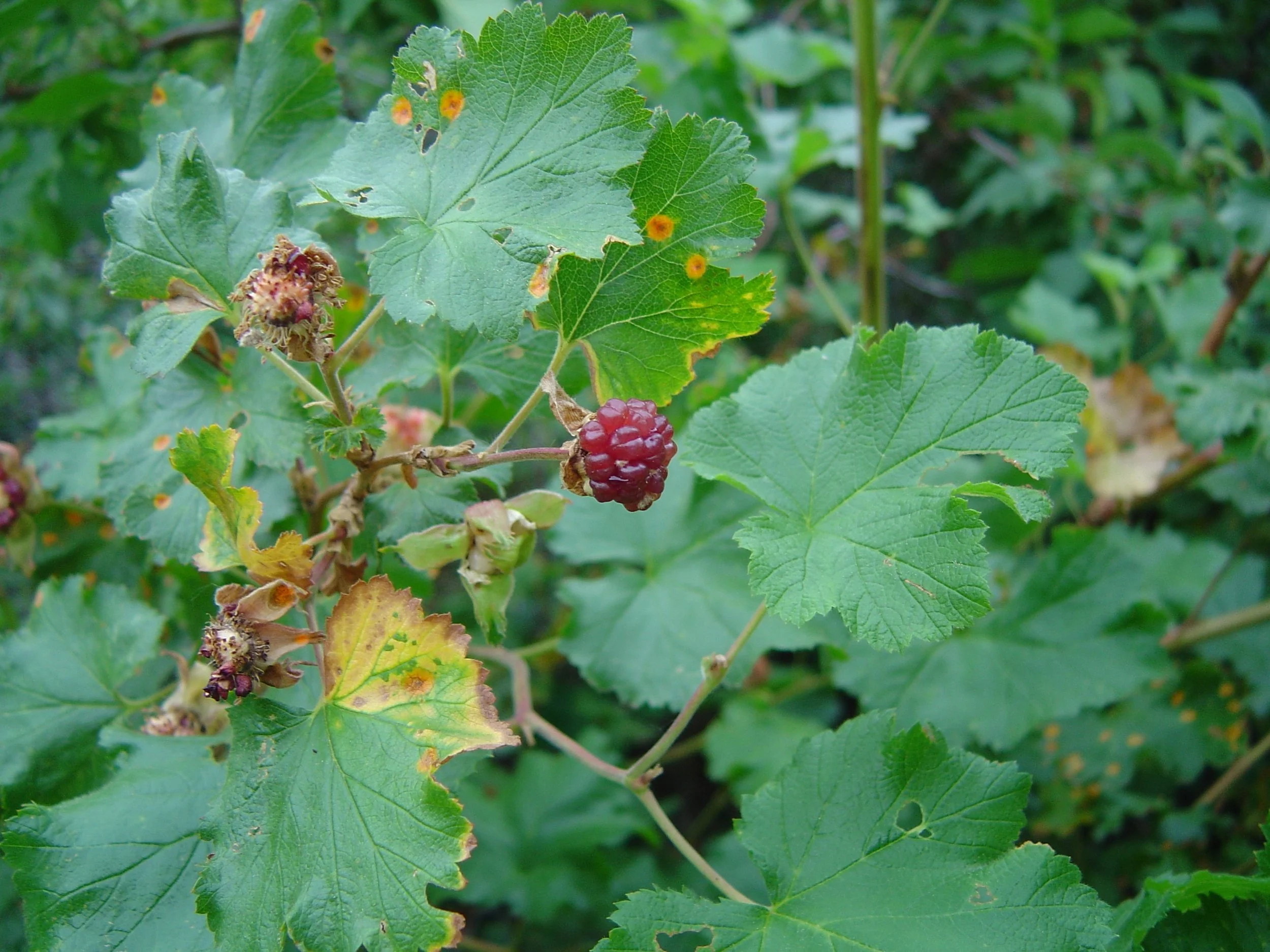 Rubus_deliciosus_fruit.jpg