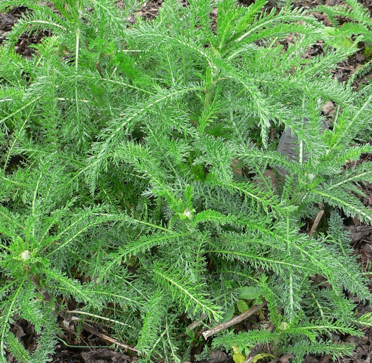 Mp-Achillea_millefolium.jpg
