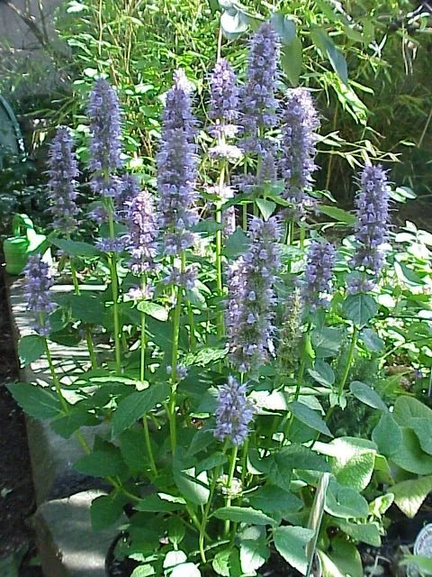 Agastache_anisata2.jpg