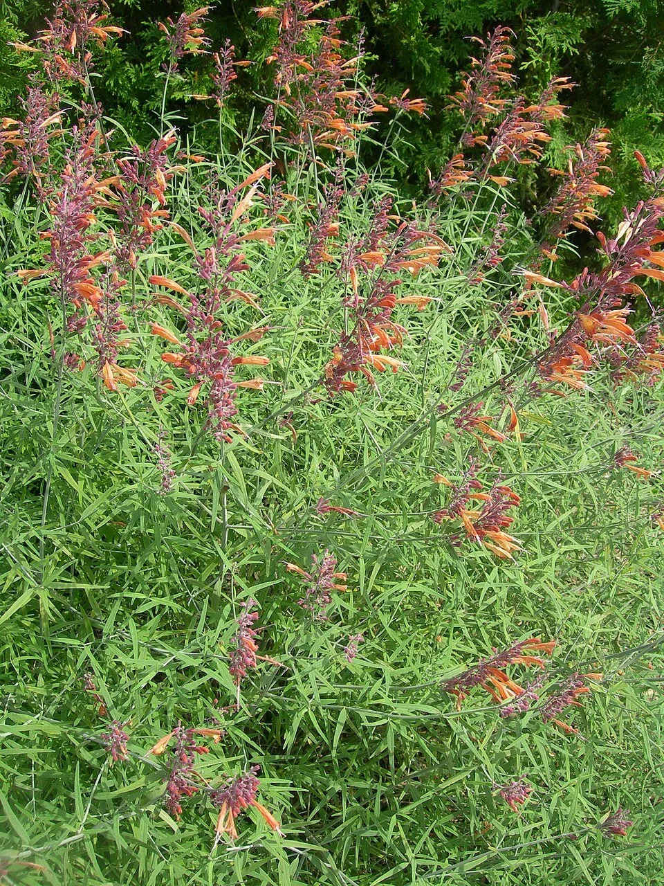 Hummingbird mint (Agastache rupestris)