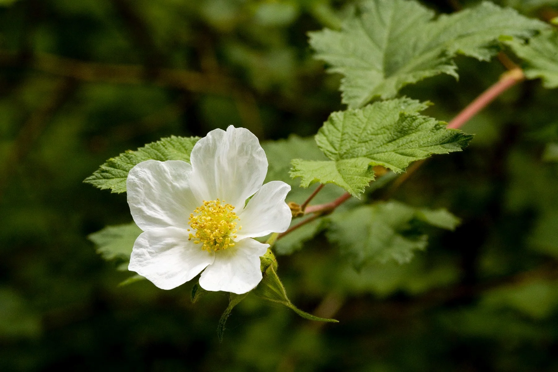 Rubus_deliciosus_var._neomexicanus_-_Flickr_-_aspidoscelis.jpg
