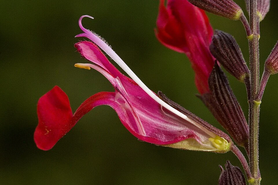 Autumn sage (Salvia greggii)
