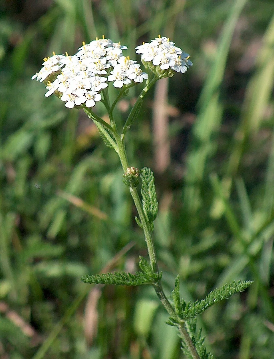Yarrow, white-flowered (Achillea millefolium)