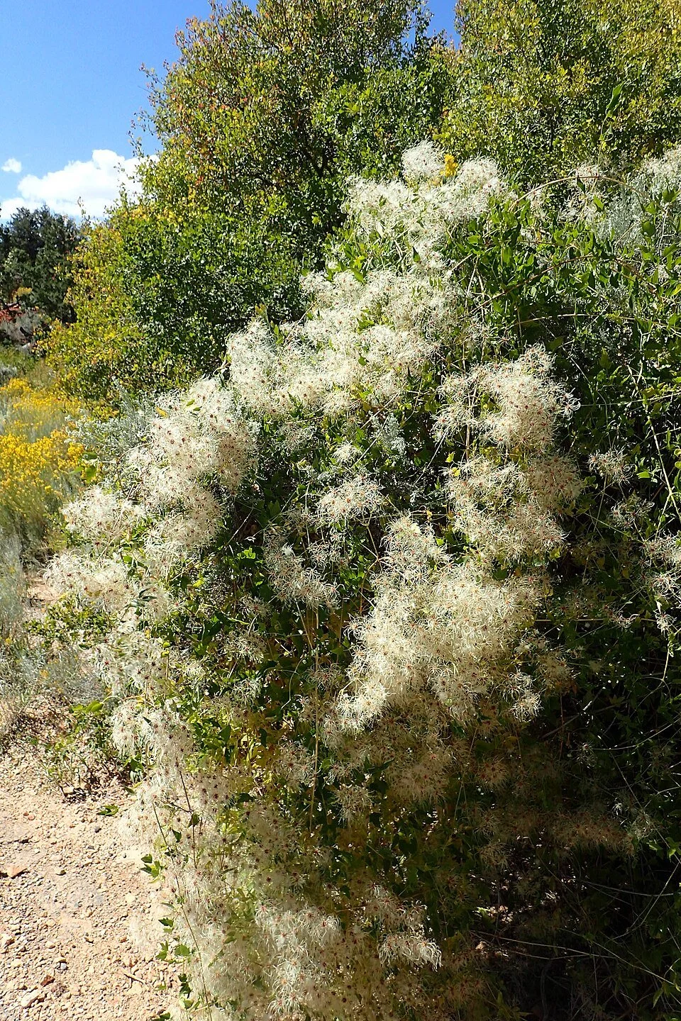 Clematis_ligusticifolia_var._ligusticifolia_kz02.jpg