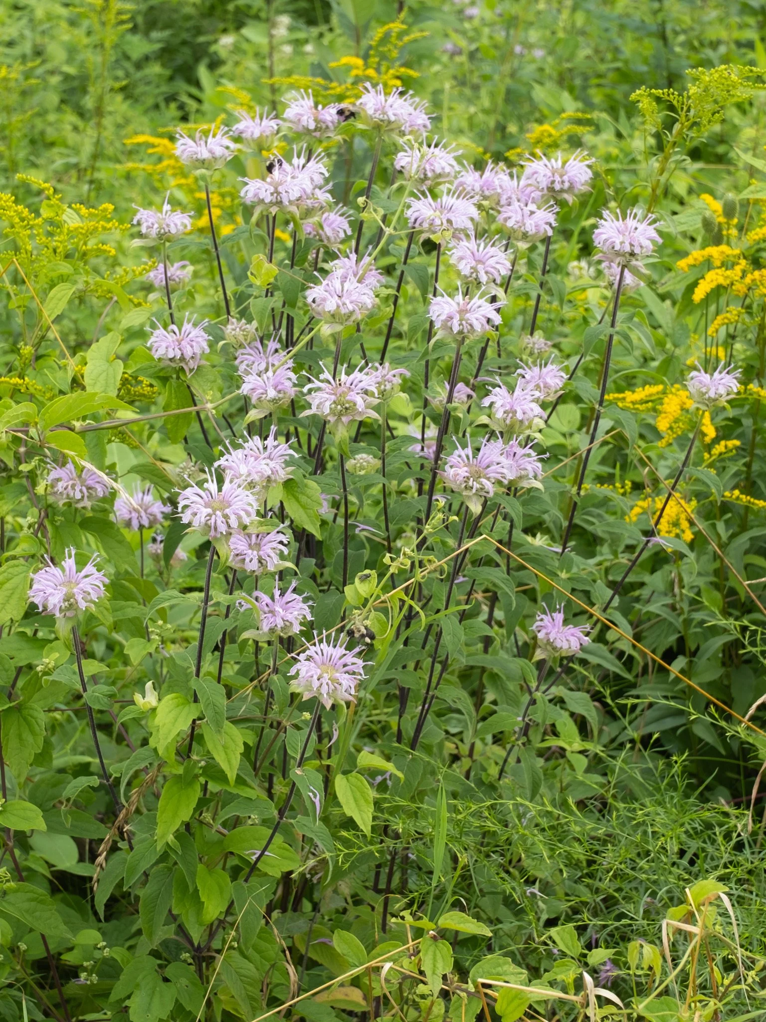 Monarda_fistulosa_539226266.jpg