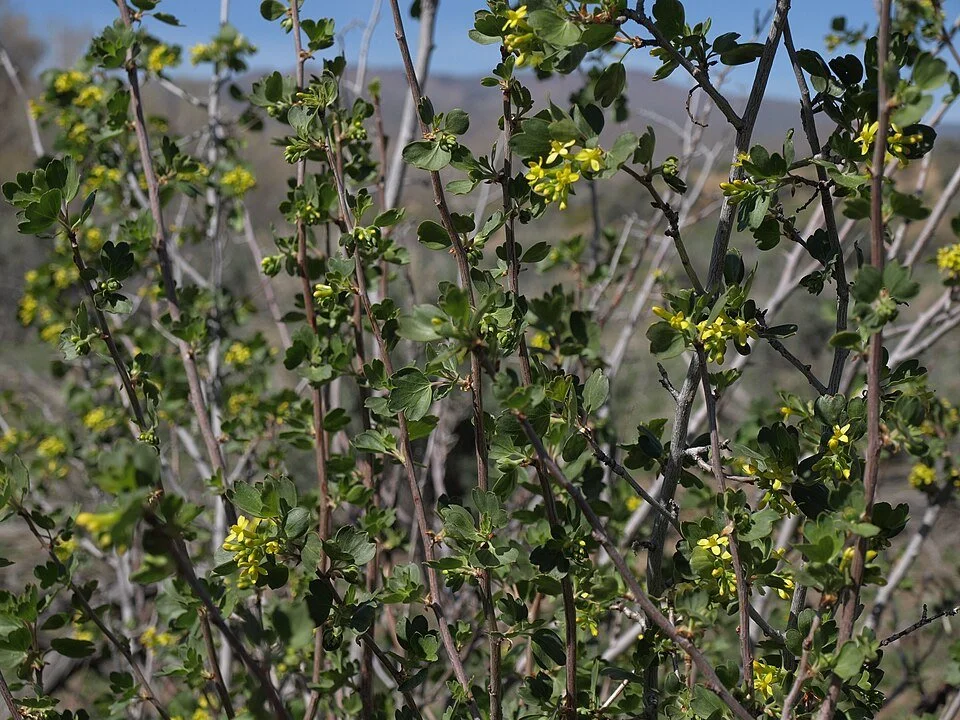 Golden currant (Ribes aureum)