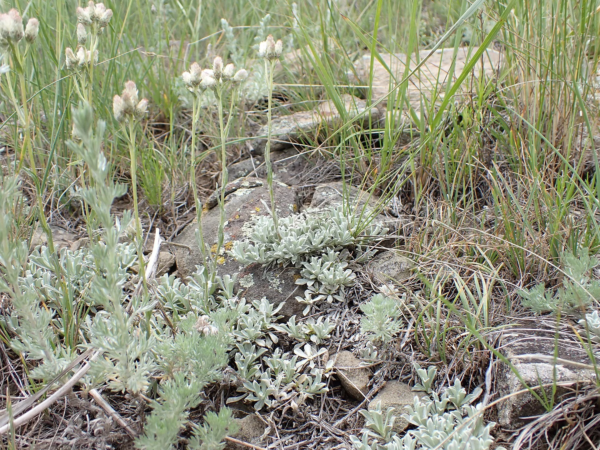 Pussytoes (Antennaria parviflora)
