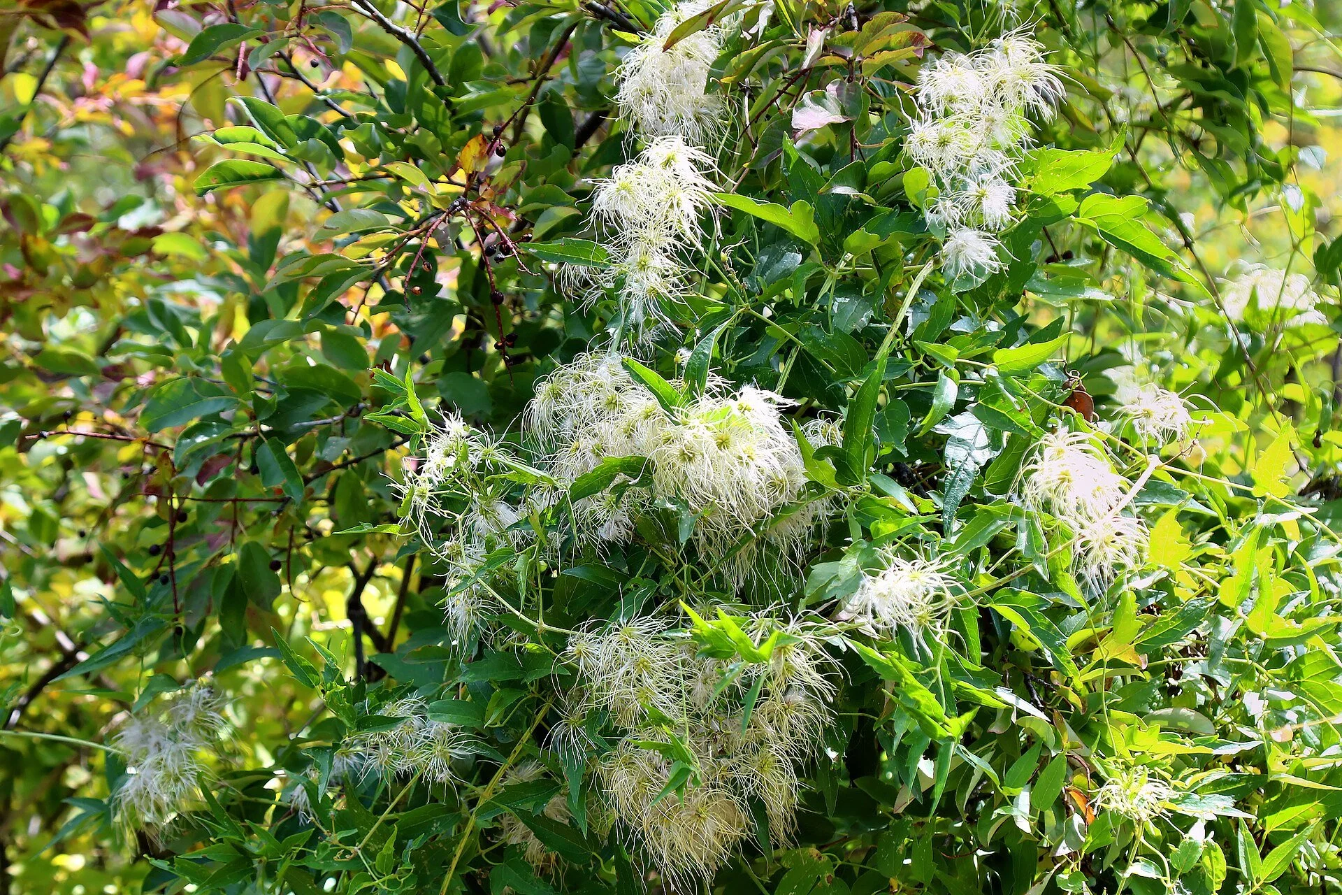 Western white virgin's bower (Clematis ligusticifolia)