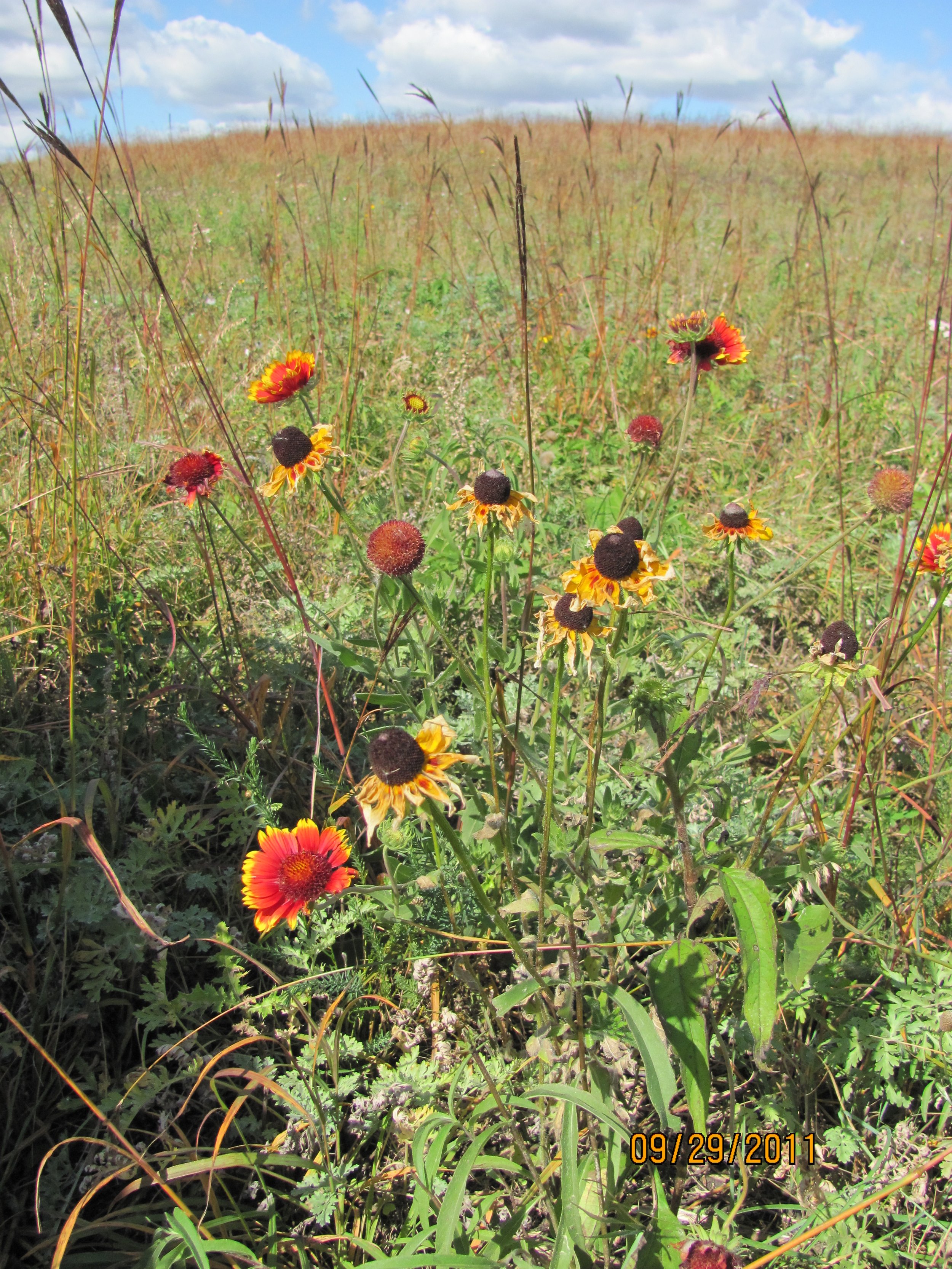 Gaillardia_aristata_-_Blanket_Flower_(6285613895).jpg
