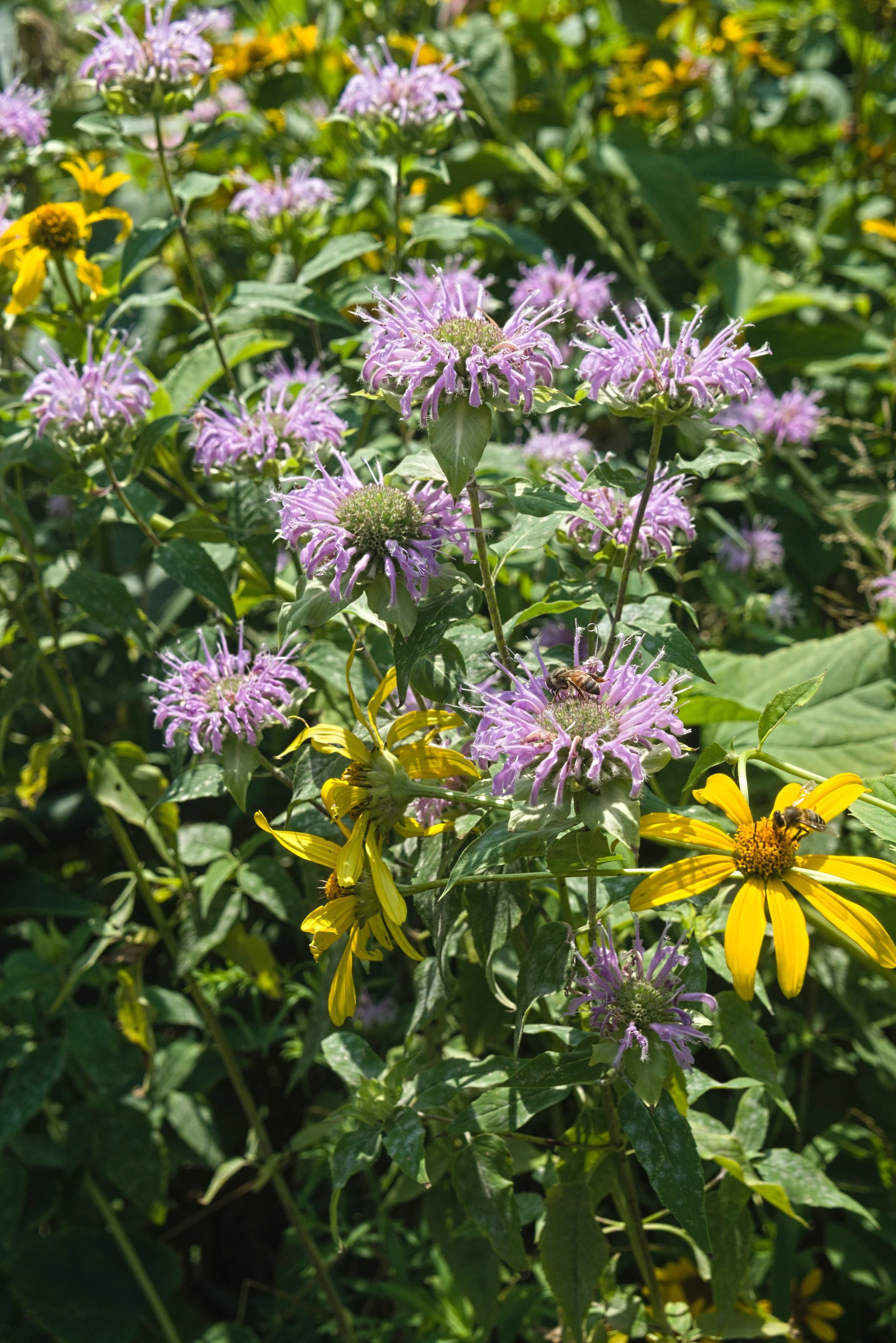 Monarda_fistulosa,_Robin_Hill,_2024-07-16.jpg