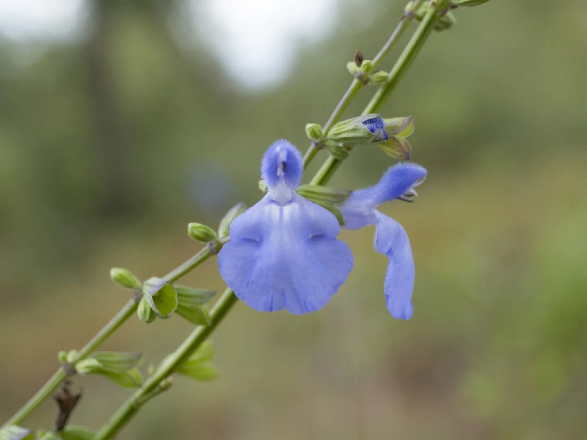 Blue sage (Salvia azurea)