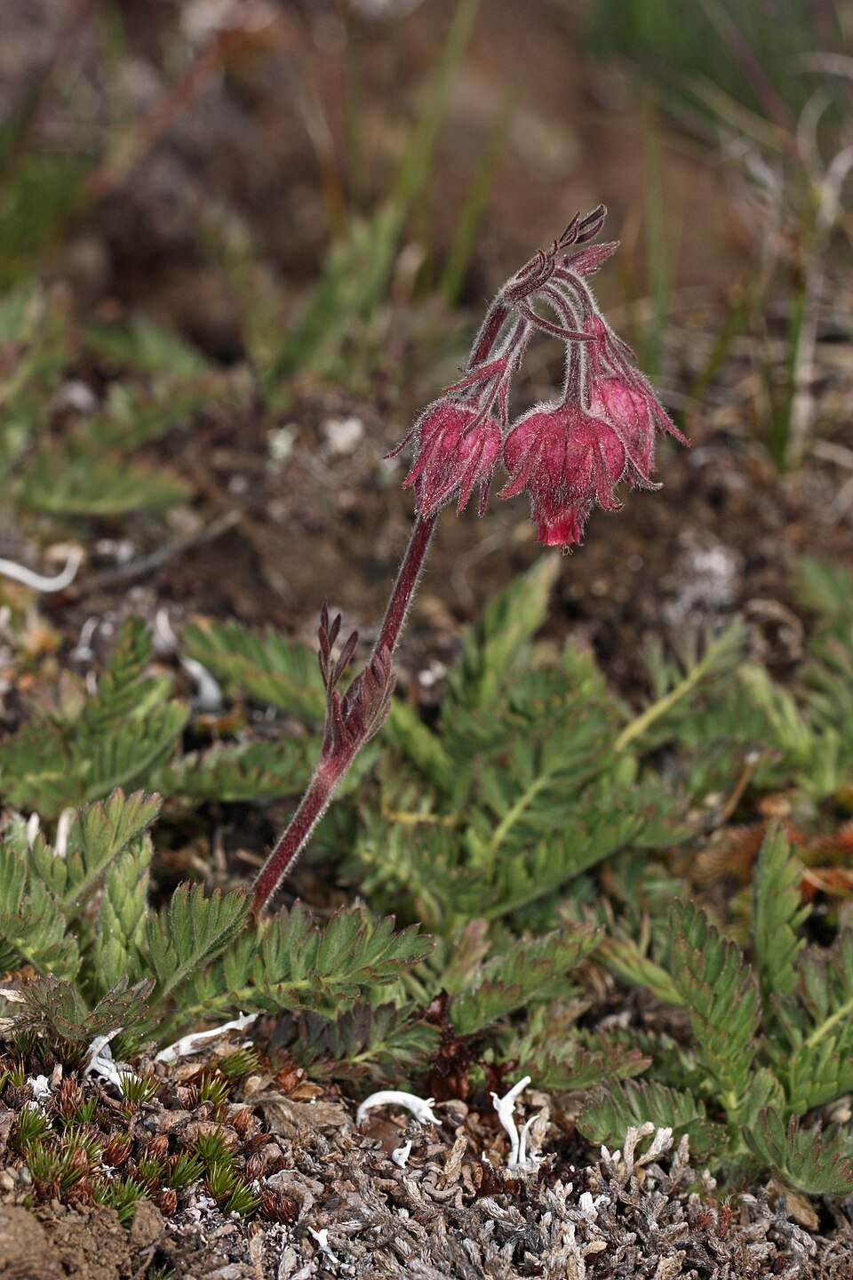 Geum_triflorum_4879.JPG