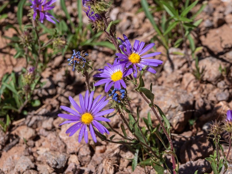 Bigelow's tansy aster (Dieteria bigelovii)