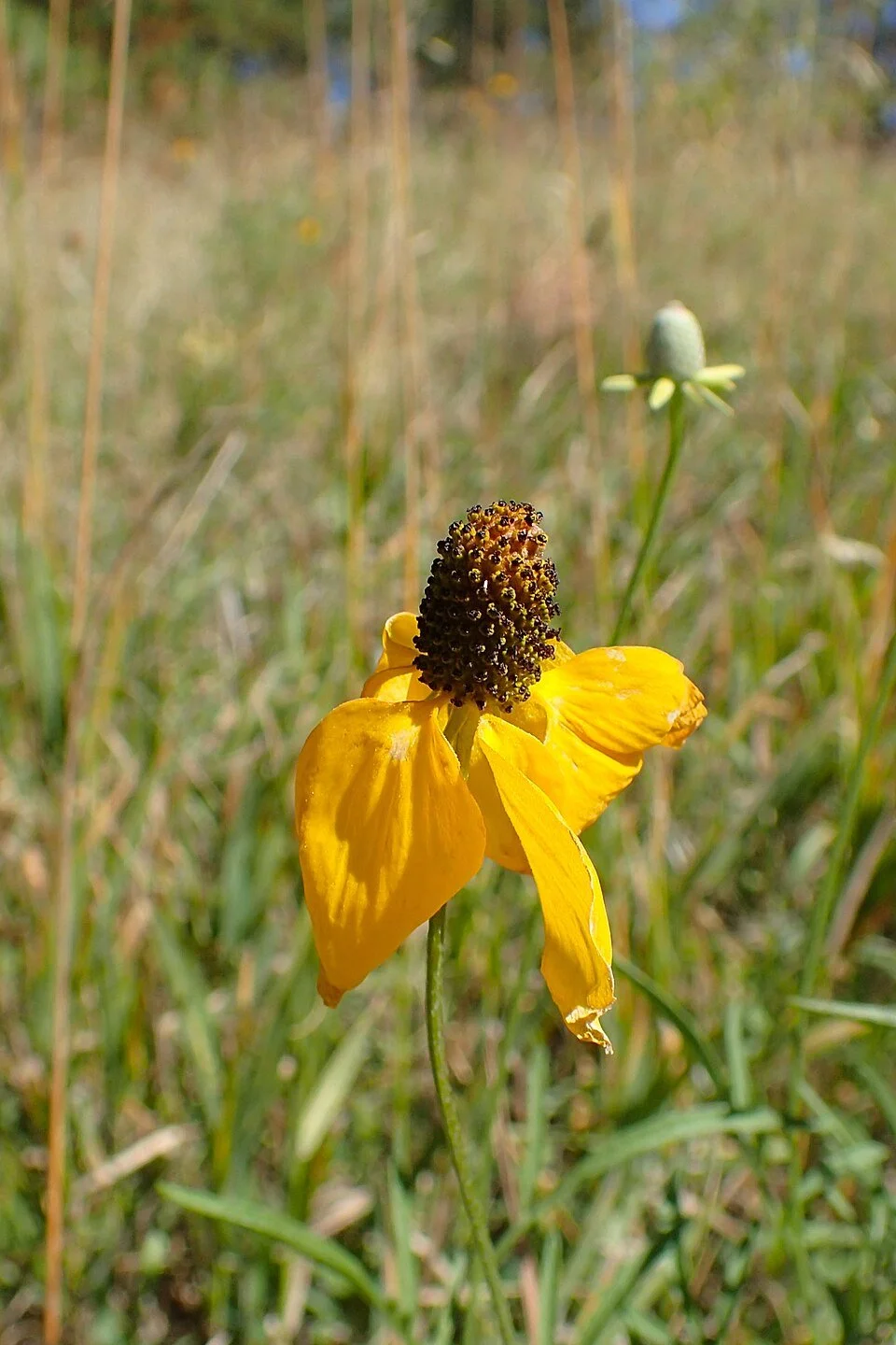 Prairie coneflower, yellow-flowered (Ratibida columnifera)