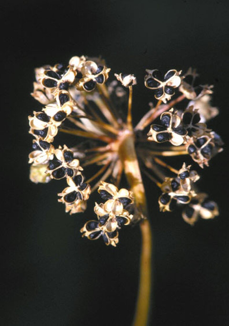 Allium_cernuum_seed_head.jpg