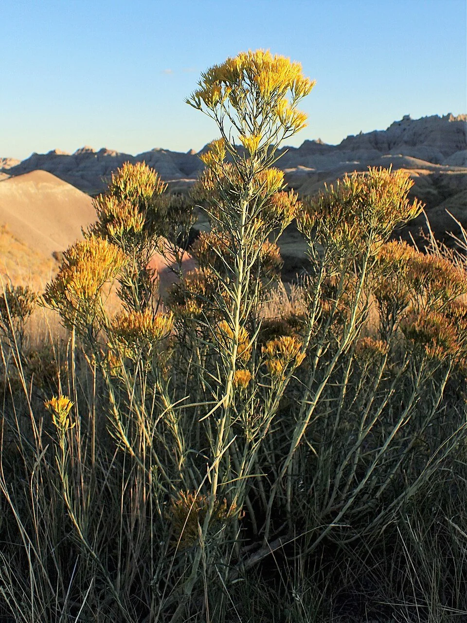 Rabbitbrush/Chamise (Ericameria nauseosa)