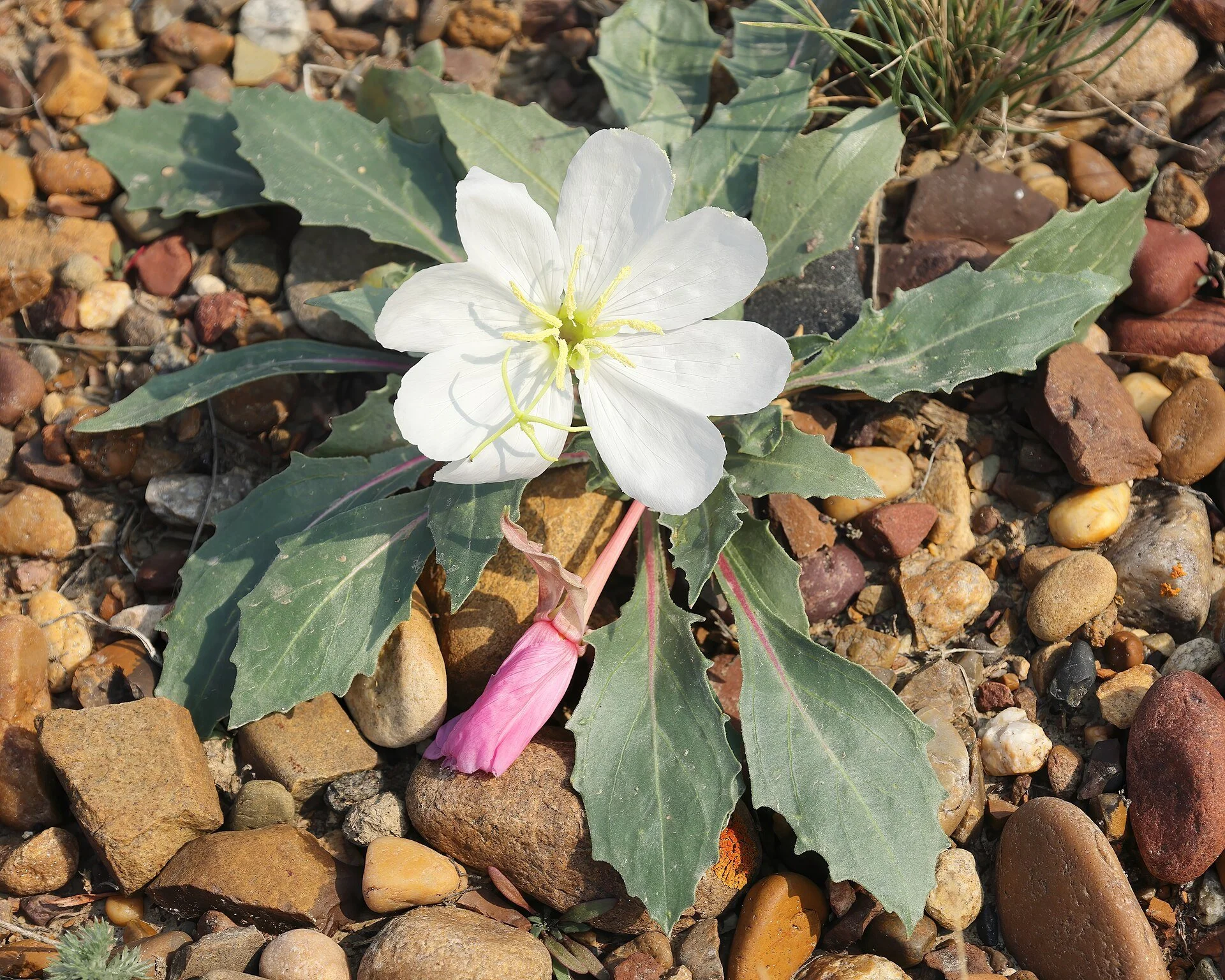 Oenothera_cespitosa_GNP_04.jpg