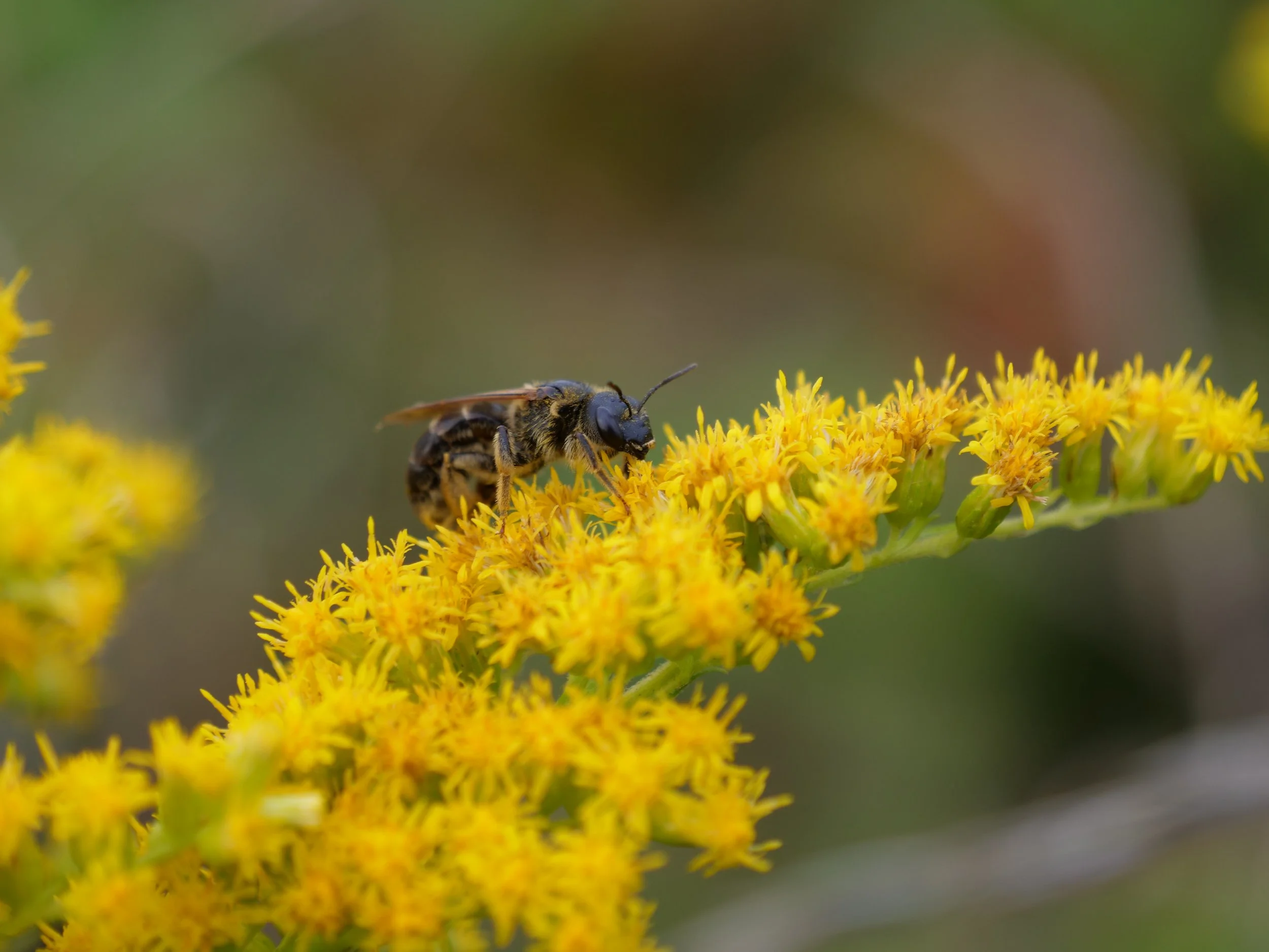 Apis_mellifera_on_Solidago_canadensis_06.jpg