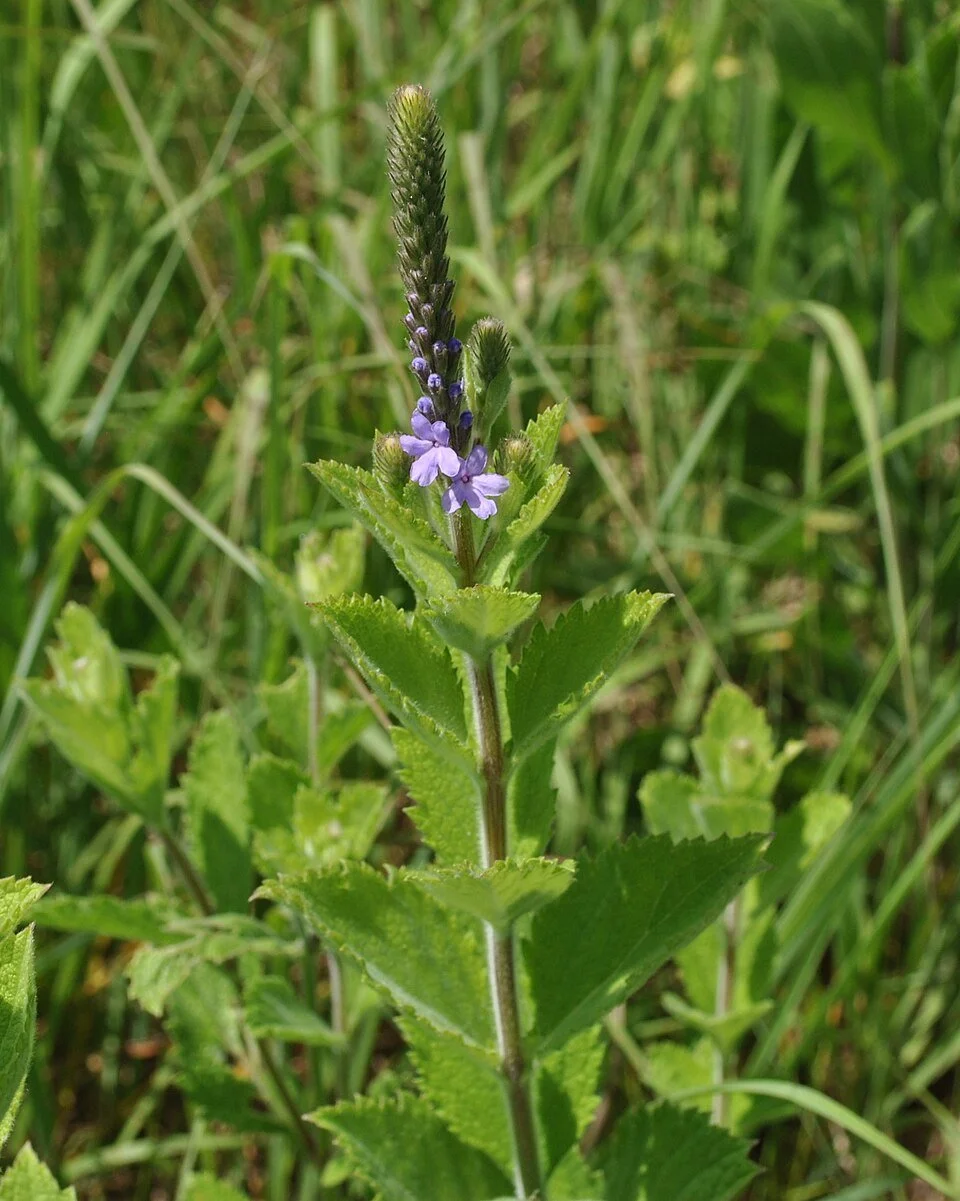 Hoary_Vervain_(Verbena_stricta)_(5909579475).jpg