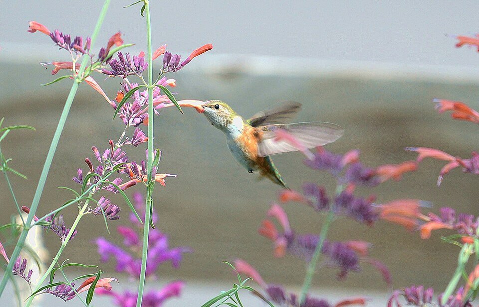 Female_Broad-tailed_Hummingbird_Feeding_on_Agastache_Rupestris_(29236429160).jpg