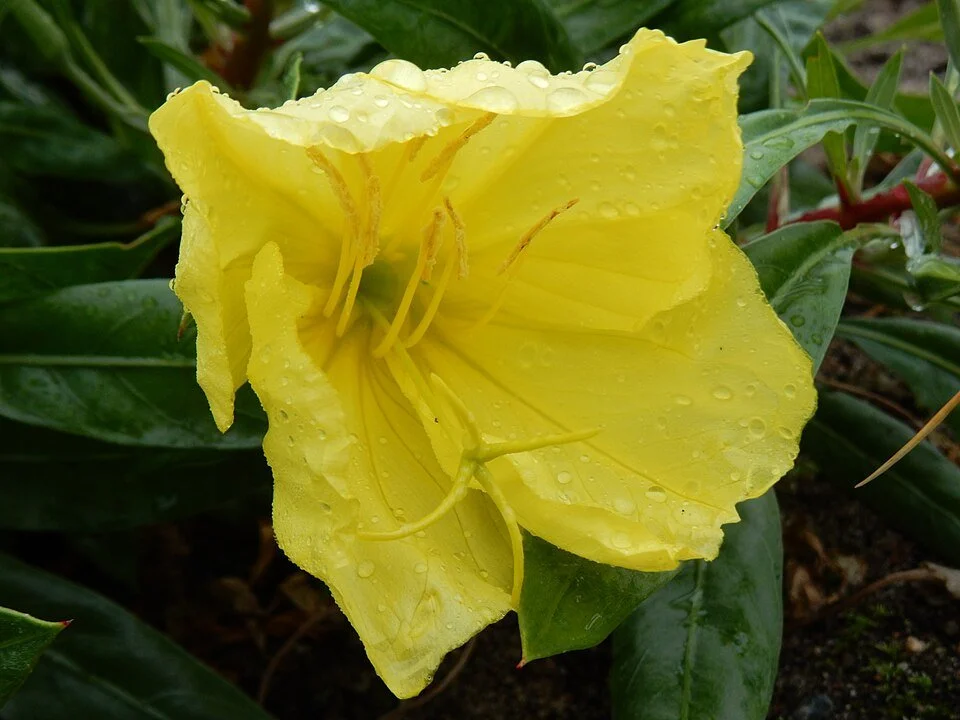 Oenothera_macrocarpa,_Tallinn_Botanic_Garden_02.jpg