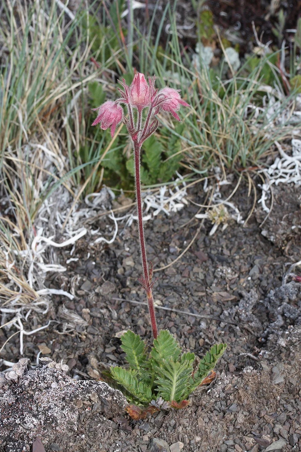 Prairie smoke (Geum triflorum)