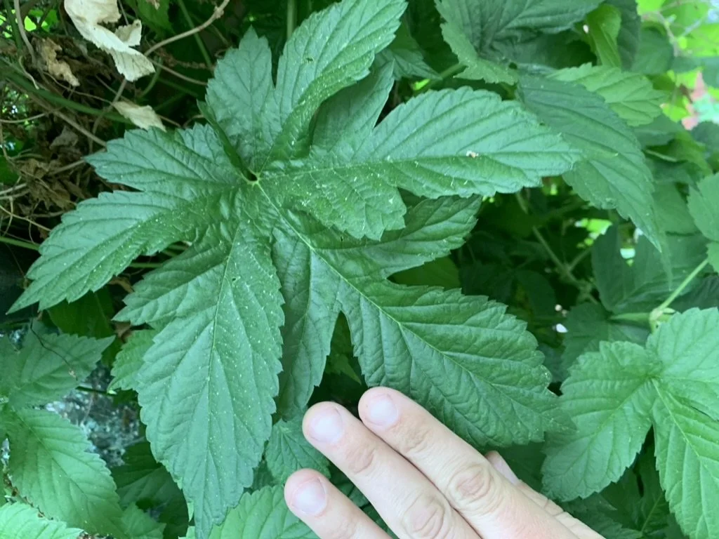 Hops (Humulus lupulus var. neomexicanus)