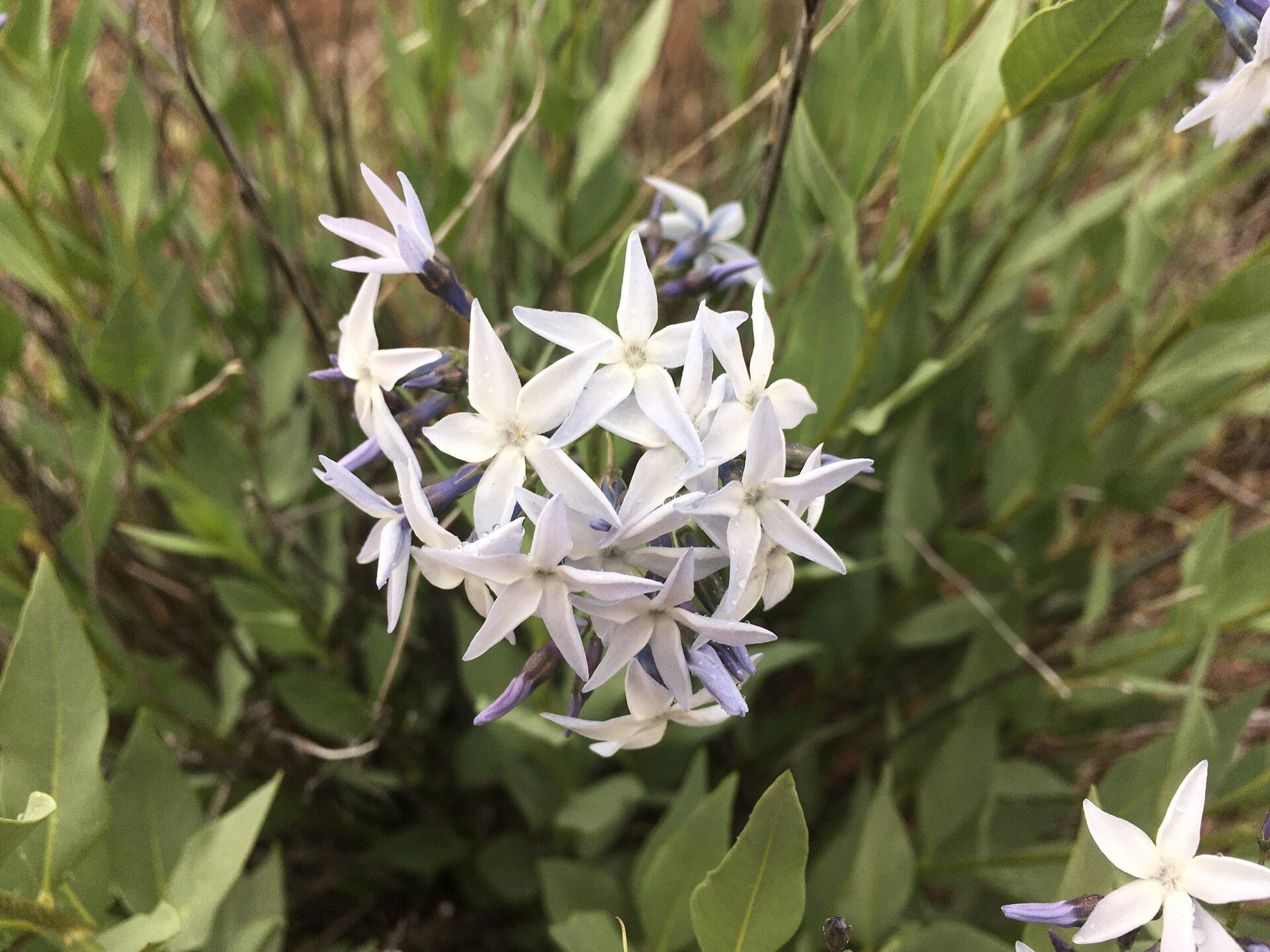 Blazing star	(Amsonia jonesii)