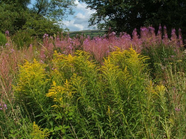 Canada goldenrod (Solidago canadensis)