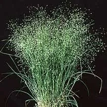 Sand rice grass (Eriocoma hymenoides)