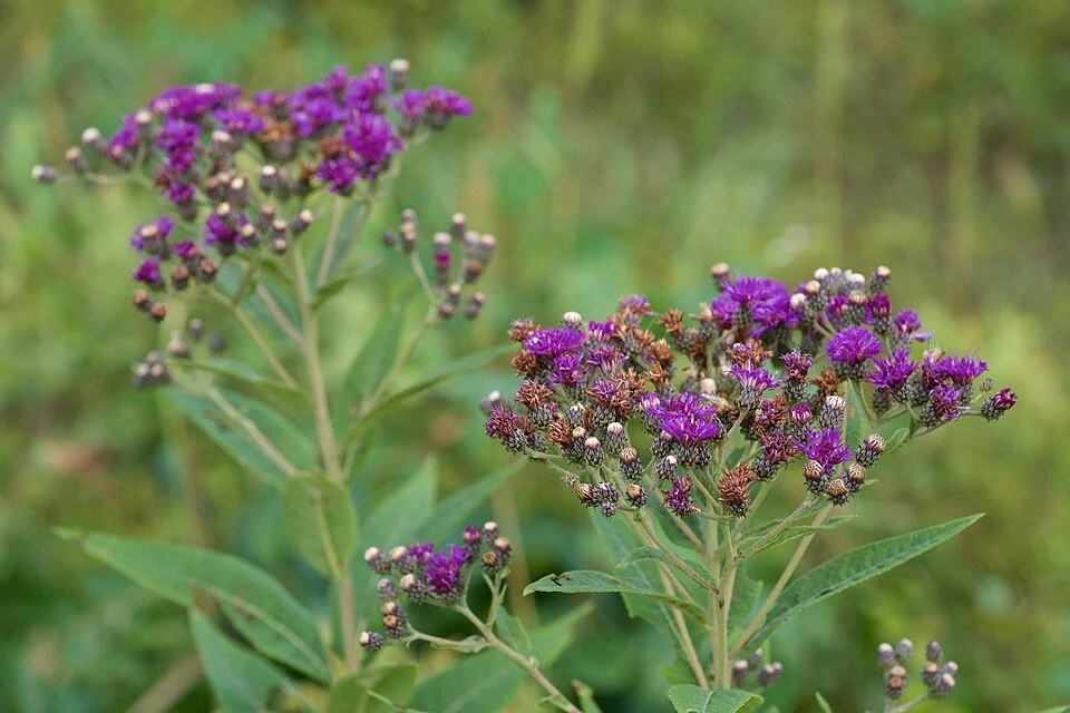 Vernonia_baldwinii_2.jpg