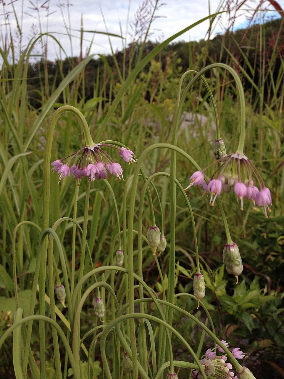 Nodding onion (Allium cernuum)