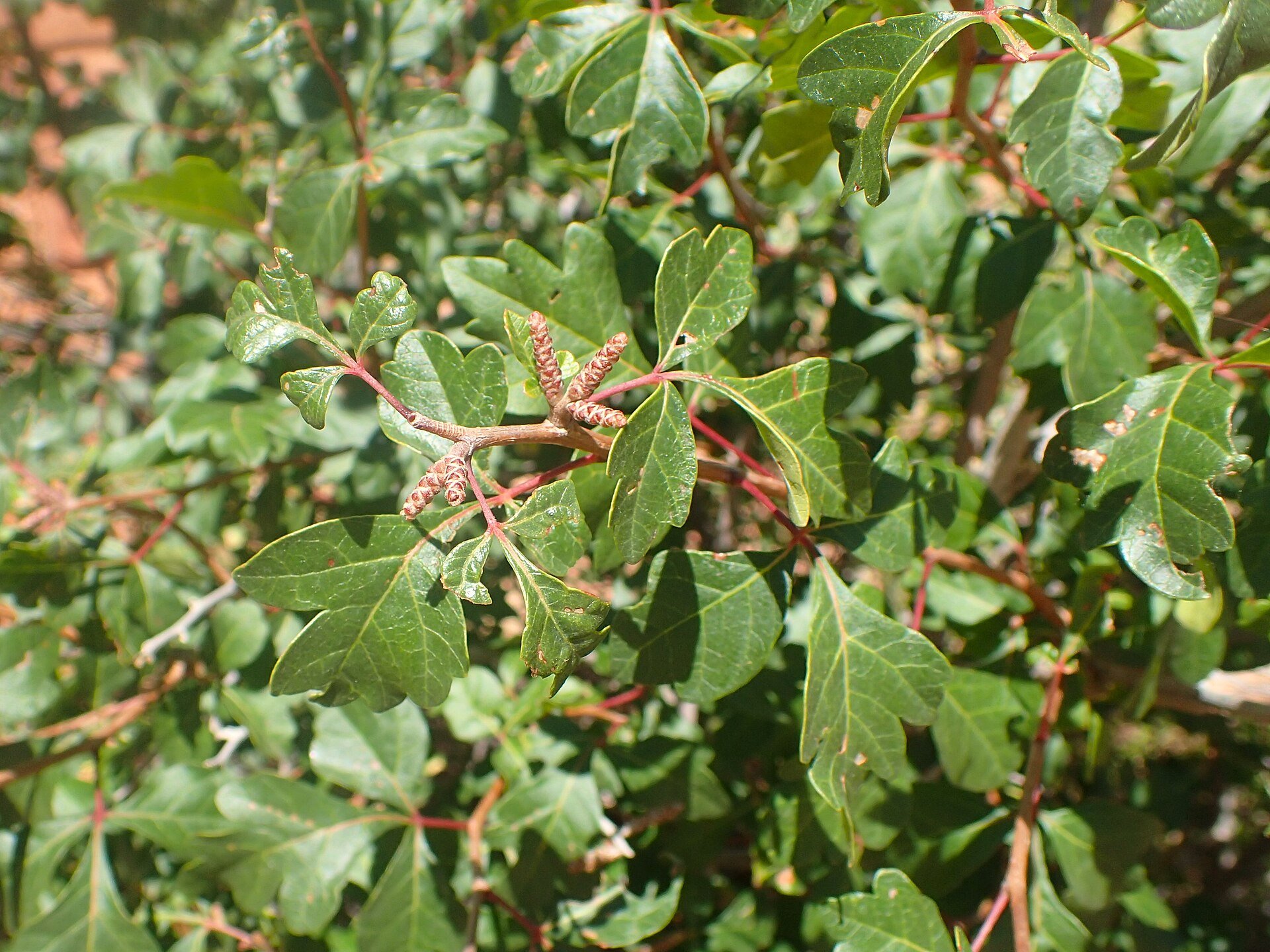 Three-leaf sumac (Rhus trilobata)