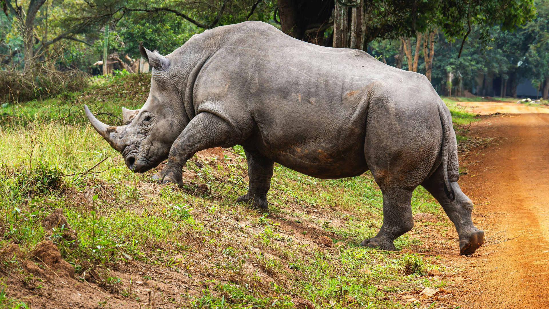 Avoiding grey rhinos... strategic renewal and the status quo trap