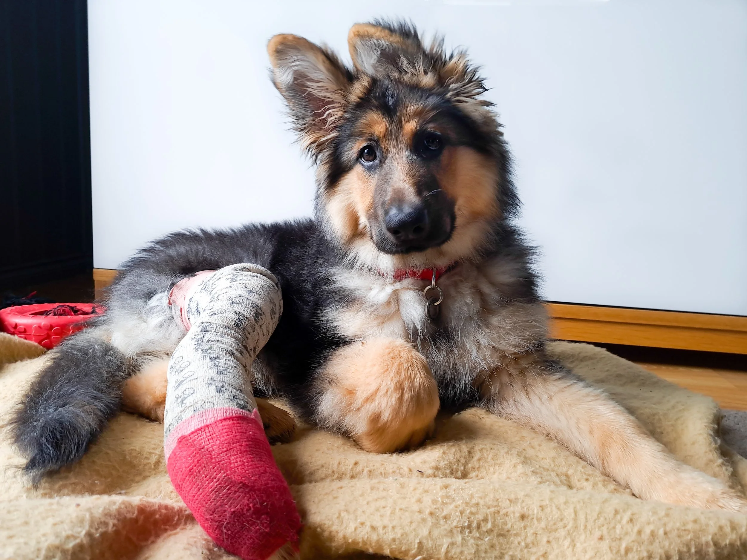 Dog Knee Surgery (TPLO) in Springtown, Texas