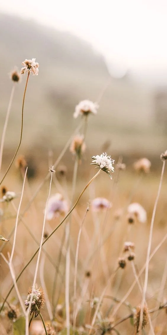 Close-up of dry wildflowers in a field with a soft, blurred background.