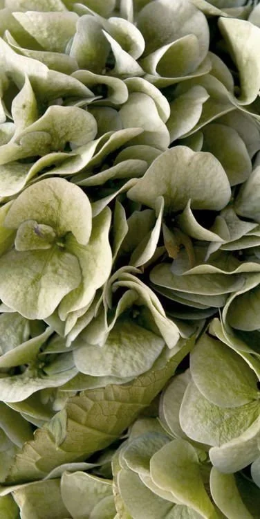 Close-up of green viburnum leaves.