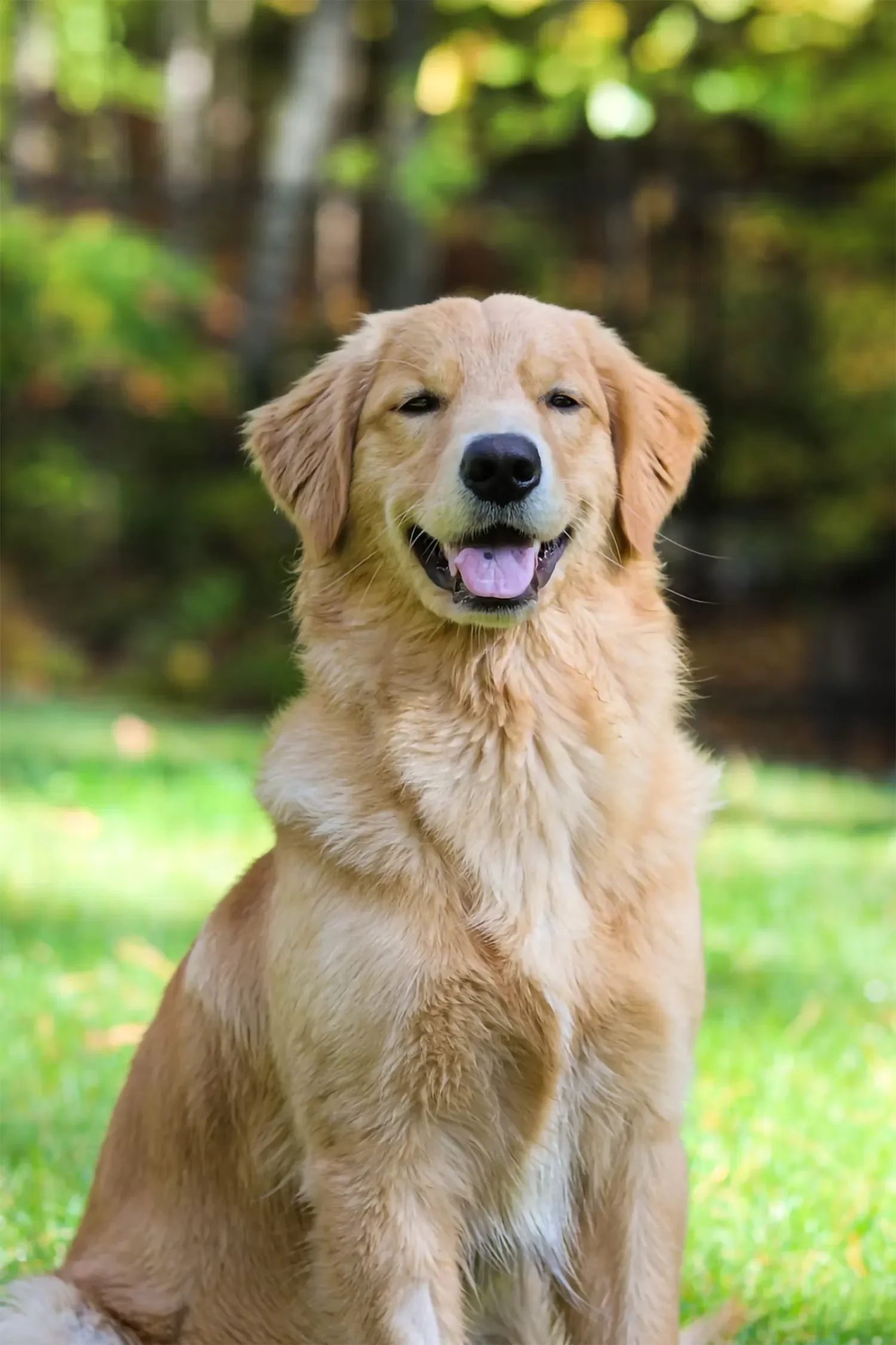 Golden retriever dog sitting outdoors on grass with blurred green foliage in background.