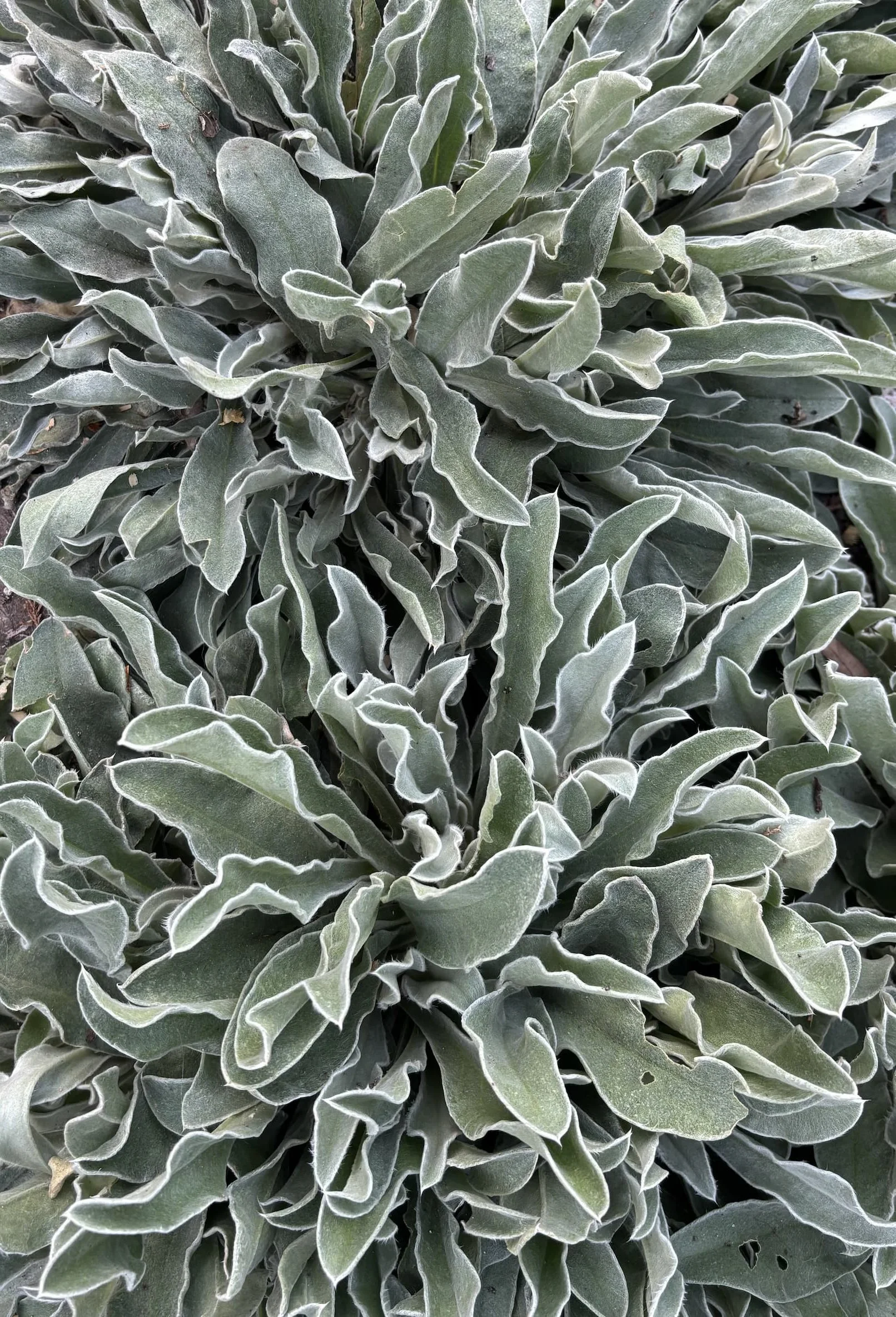 Close-up of green and gray fuzzy succulent plant leaves with white edges.