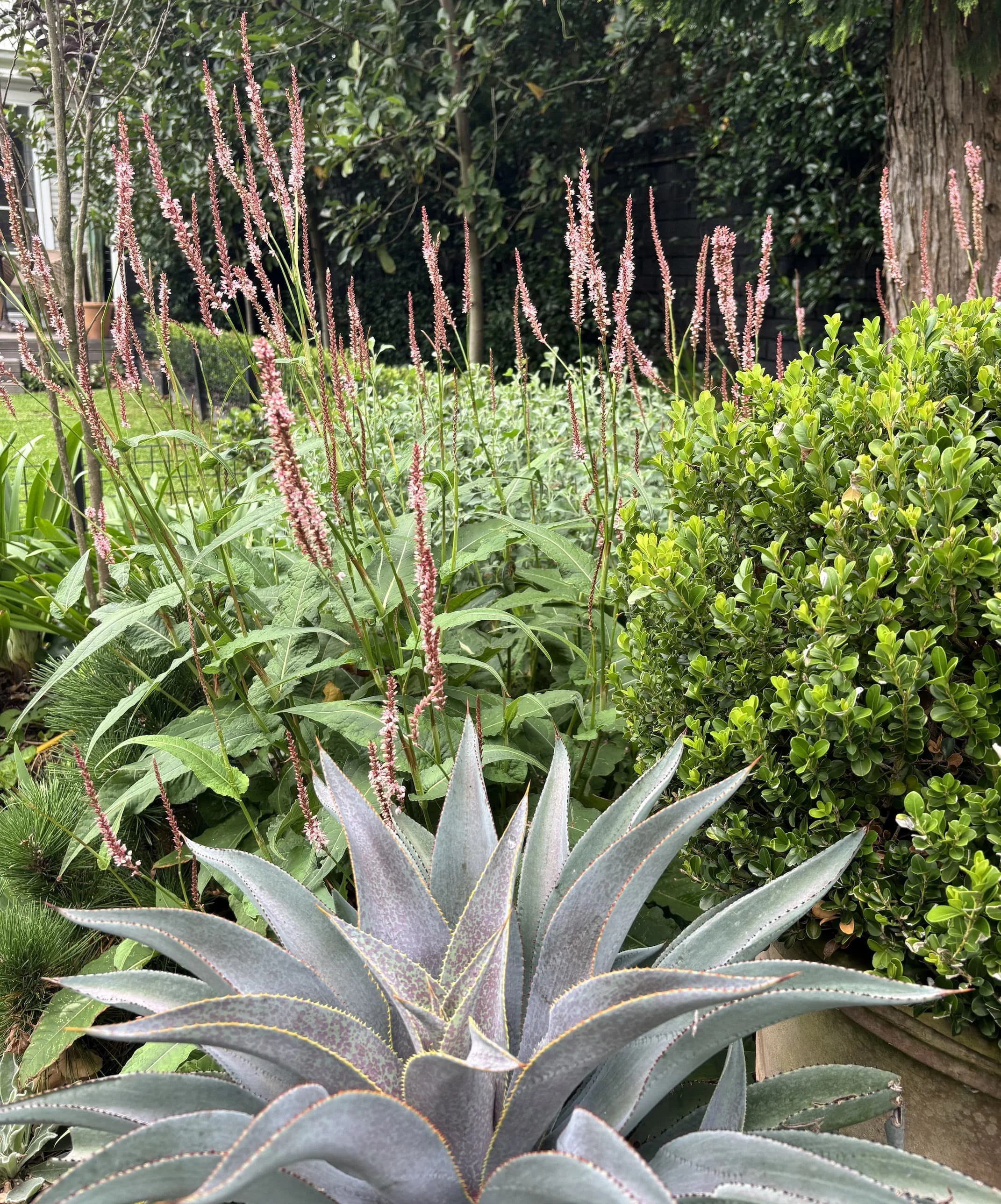 Close-up of various ornamental plants including a large aloe vera plant with spiky, pale purple and green leaves, and several tall, thin pink flowering stalks with small flowers, set against a green garden background with trees and shrubs.