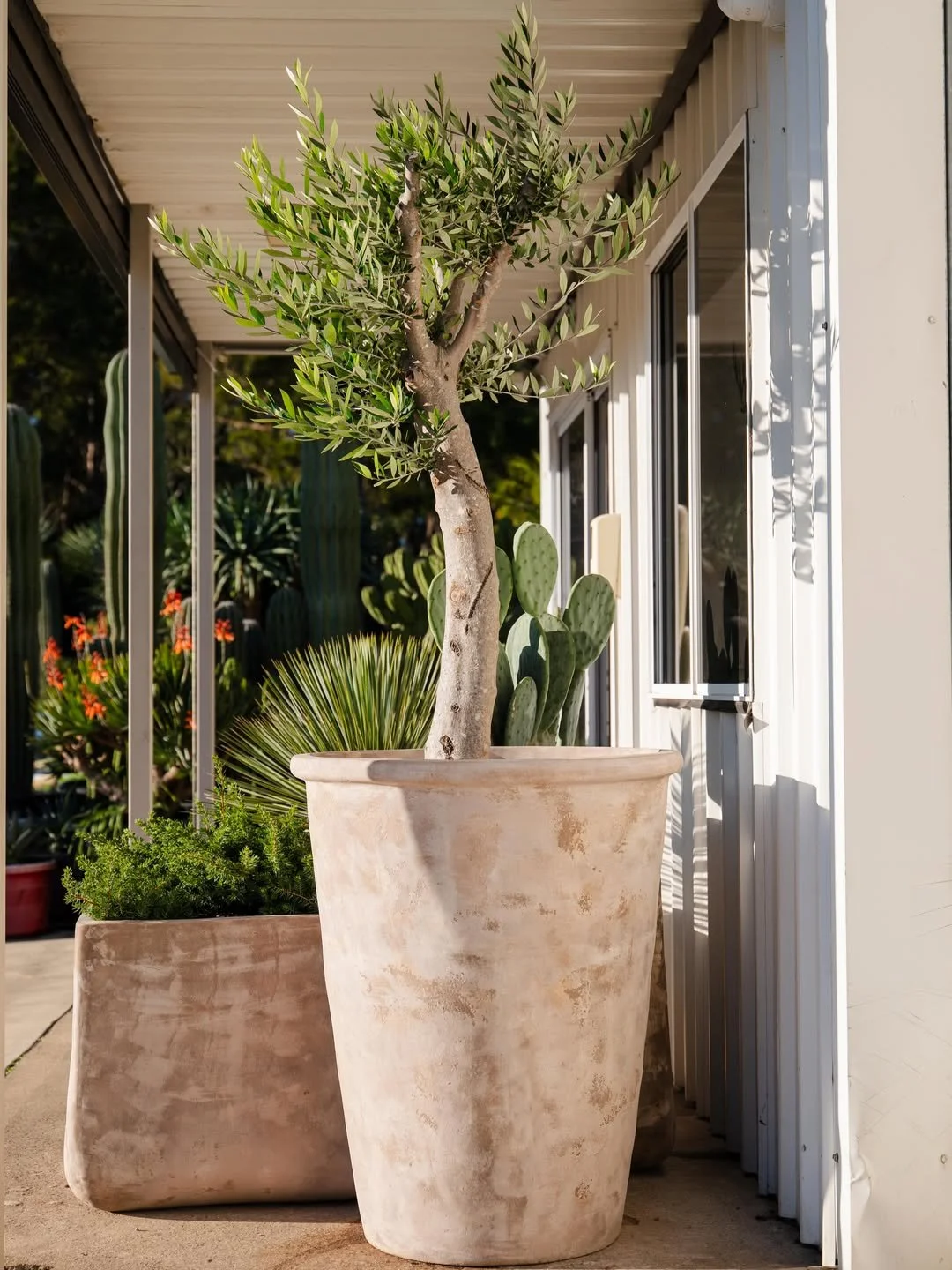 Large beige planter with a small tree, surrounded by succulents and desert plants, outside a house with a metal roof and sliding glass door.