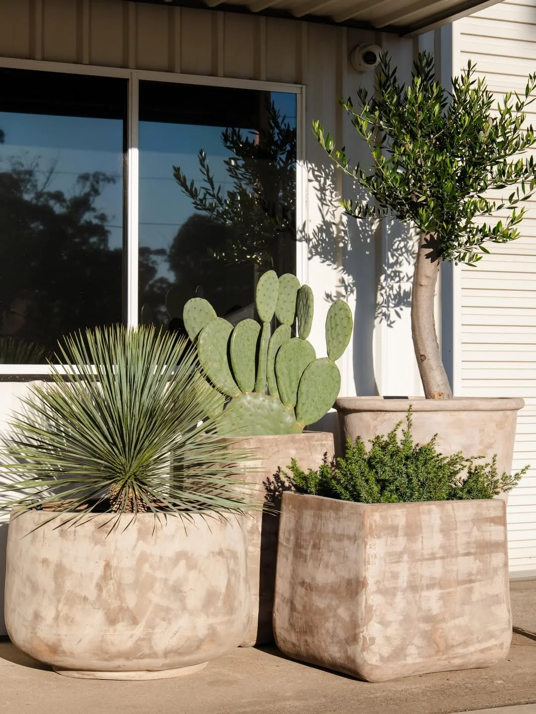 Outdoor patio with potted desert plants and a tree near a house with a window.