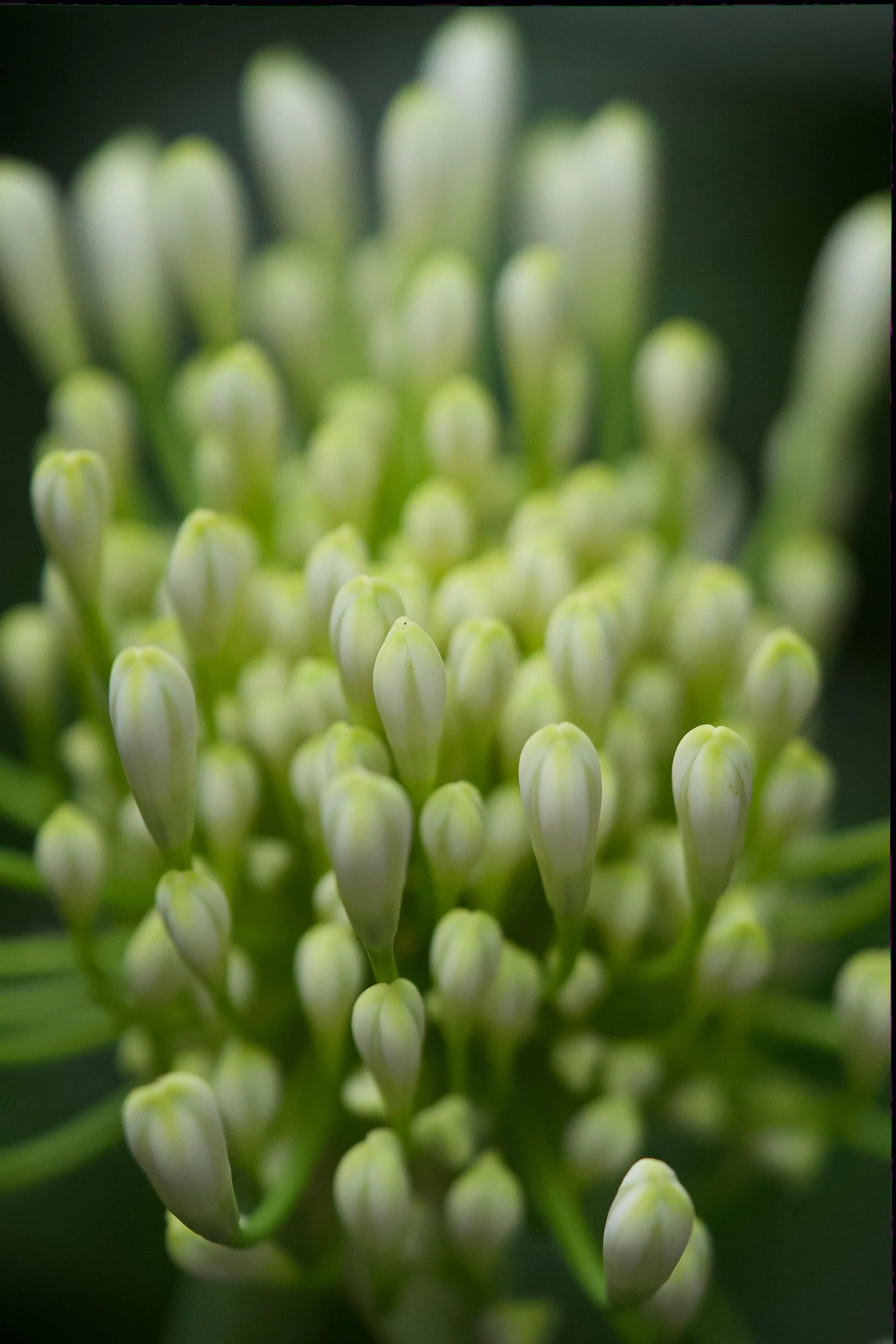 Close-up of green and white flower buds on a plant, blurred background.