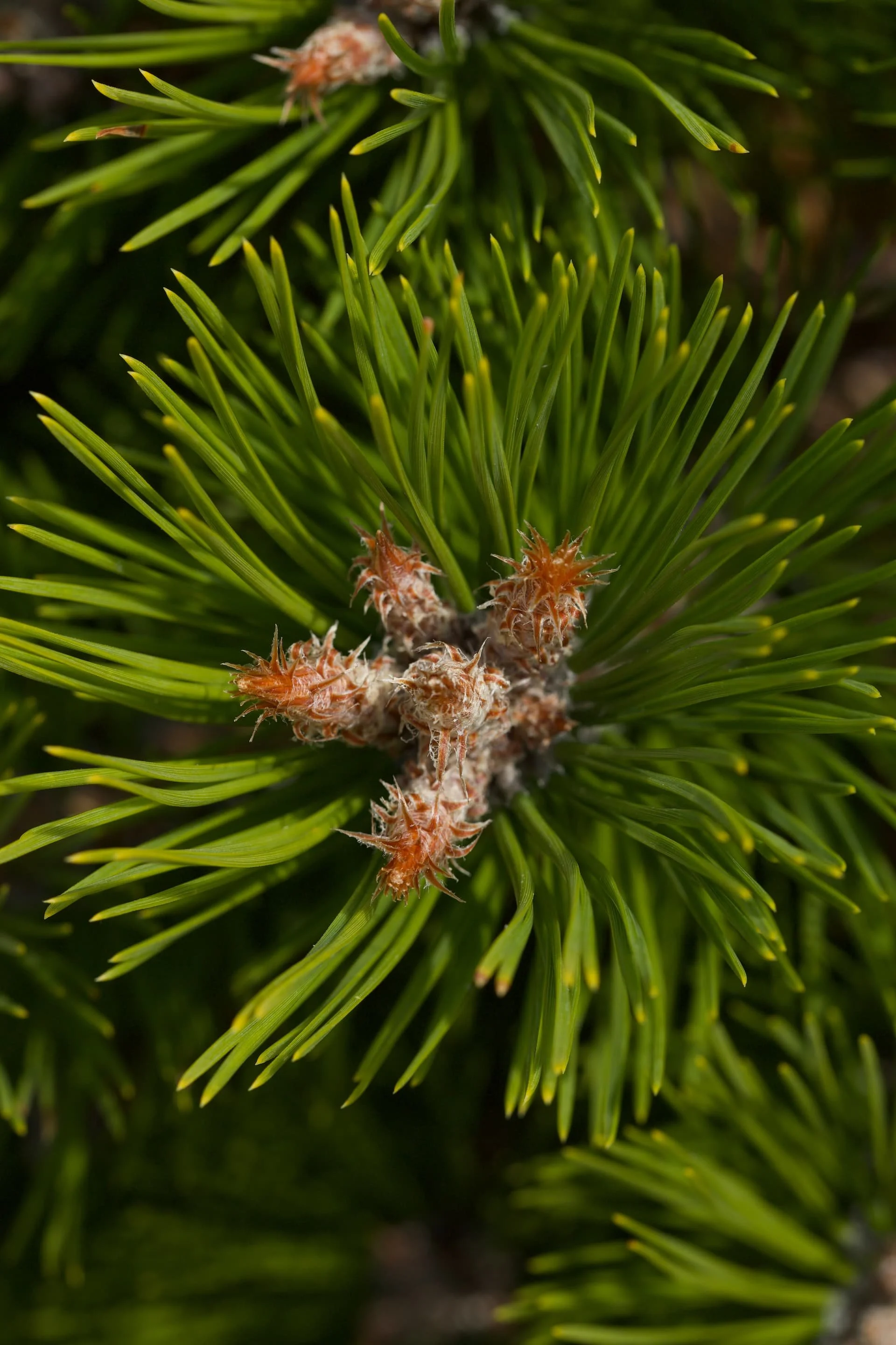 Close-up of green pine needles with small buds on branches.